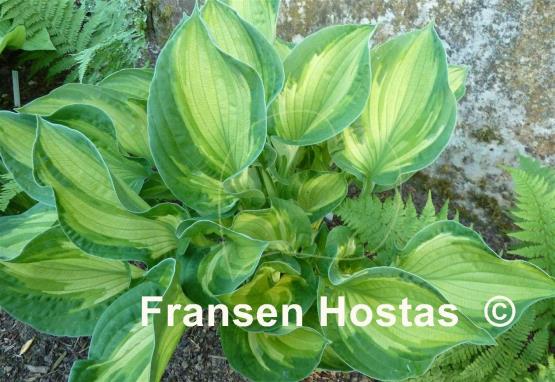Hosta Sharmon