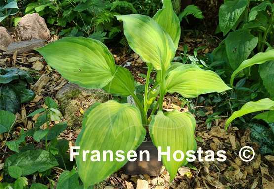 Hosta Sharmon