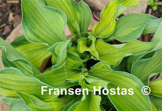 Hosta Sharmon
