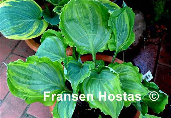 Hosta Sharon Stone
