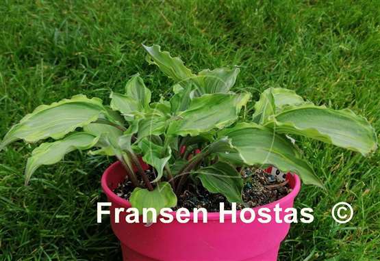 Hosta Sharon Stone