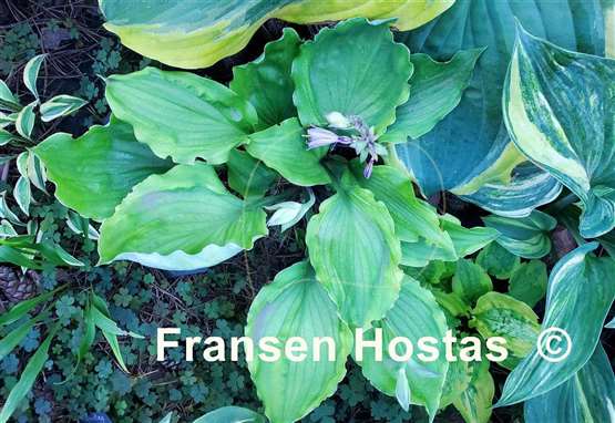 Hosta Sharon Stone