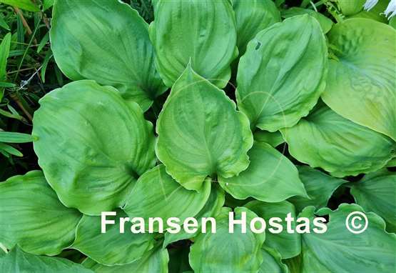Hosta Sharon Stone