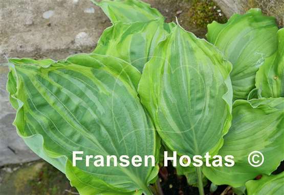 Hosta Sharon Stone
