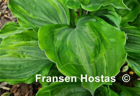 Hosta Sharon Stone