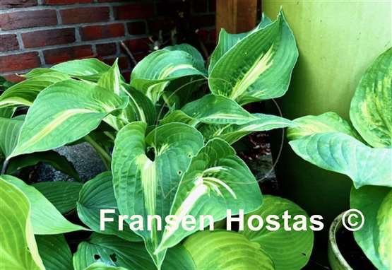 Hosta Sharp Dressed Man
