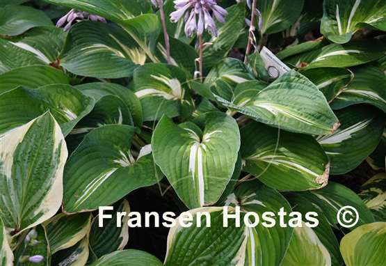 Hosta Sharp Dressed Man