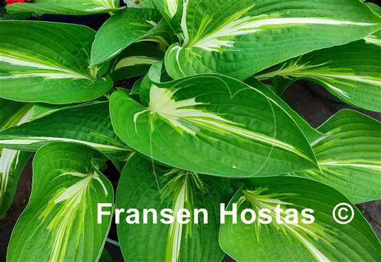 Hosta Sharp Dressed Man