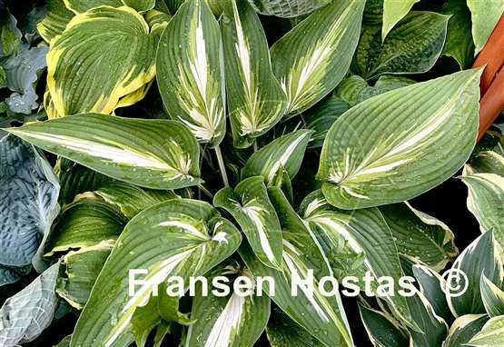 Hosta Sharp Dressed Man