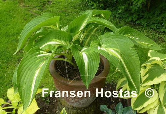Hosta Sharp Dressed Man