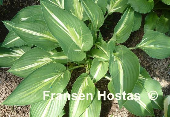 Hosta Sharp Dressed Man
