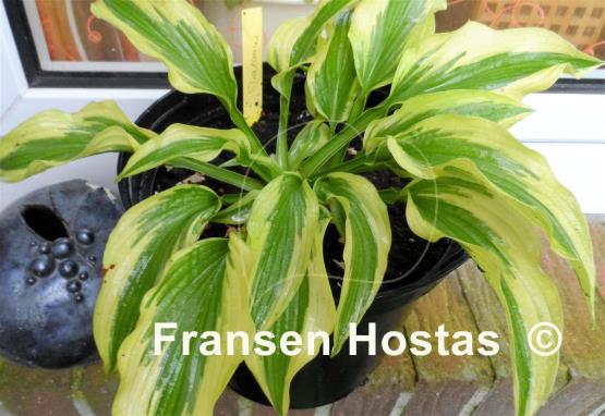 Hosta Shazaam