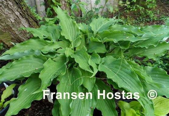 Hosta She's got the Moves