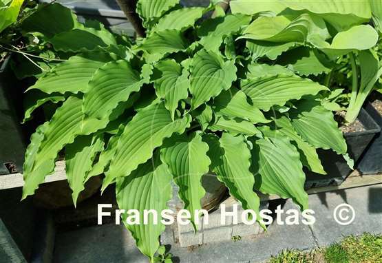 Hosta She's got the Moves