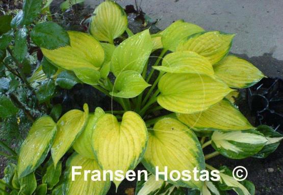 Hosta Sheila West