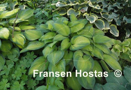 Hosta Sheila West