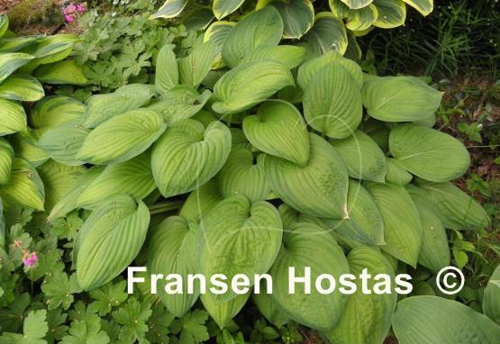 Hosta Sheila West