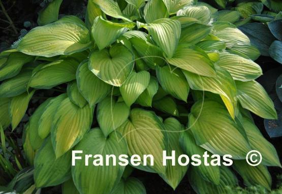 Hosta Sheila West