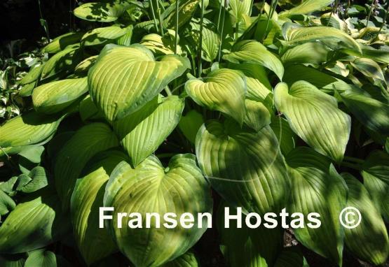 Hosta Sheila West