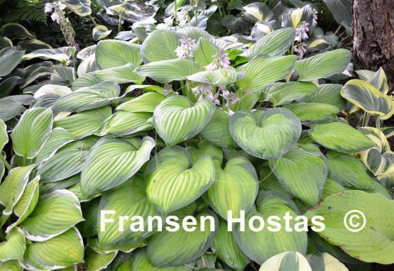 Hosta Sheila West