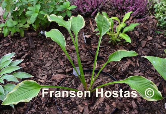 Hosta Shelleys