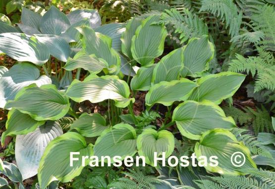 Hosta Shelleys