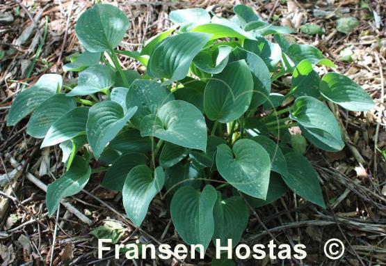 Hosta Sherborne Profusion