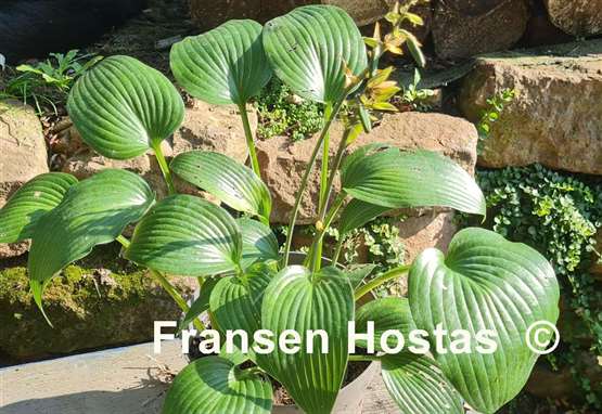 Hosta Sherborne Swan