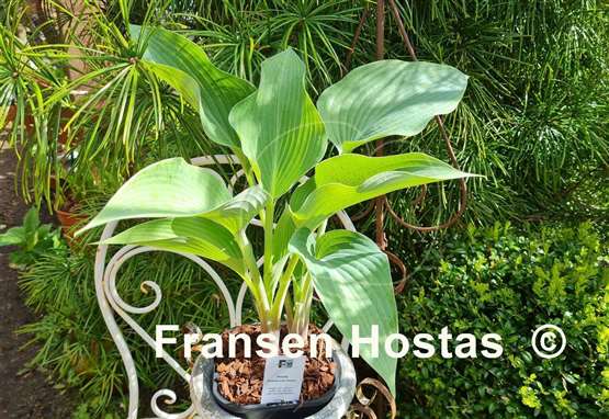 Hosta Sherborne Swan