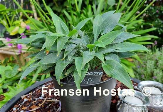 Hosta Sherborne Swift