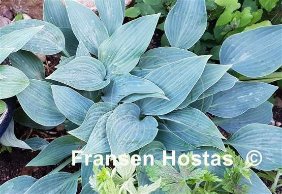 Hosta Sherborne Swift
