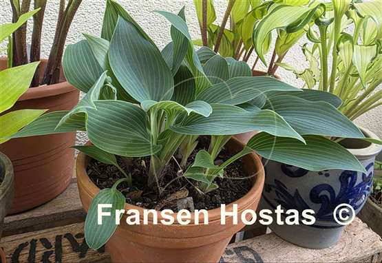 Hosta Sherborne Swift