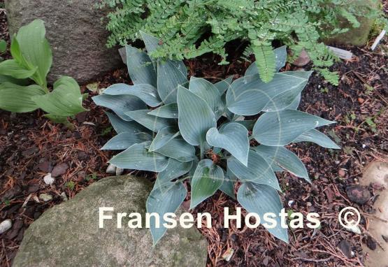 Hosta Sherborne Swift