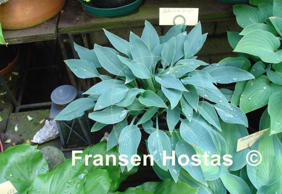 Hosta Sherborne Swift