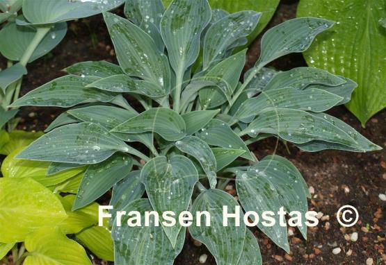 Hosta Sherborne Swift