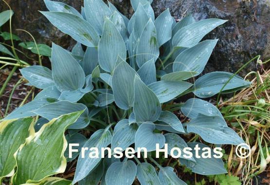 Hosta Sherborne Swift