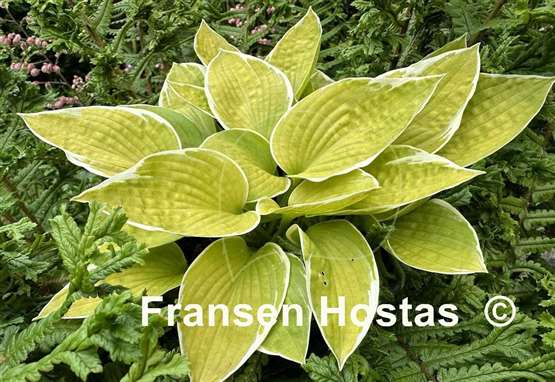 Hosta Shere Khan