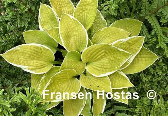 Hosta Shere Khan