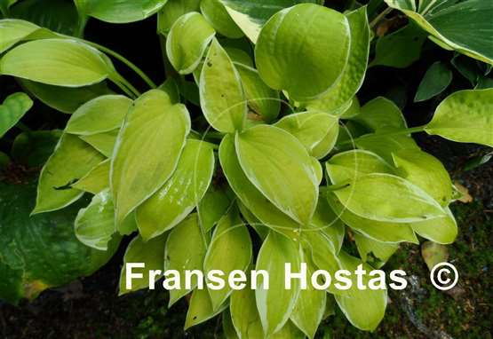 Hosta Shere Khan