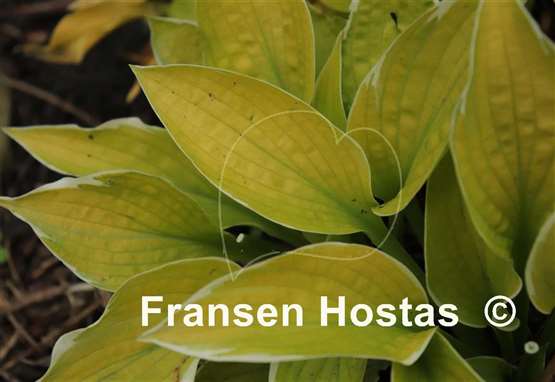 Hosta Shere Khan
