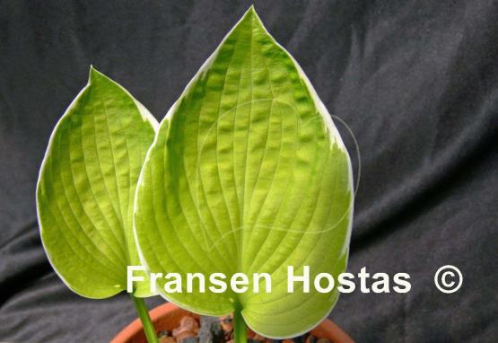 Hosta Shere Khan