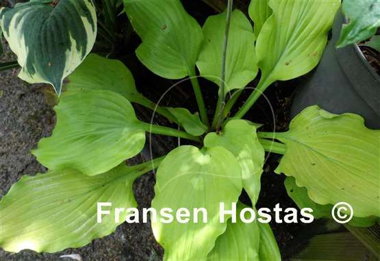 Hosta Sherlock