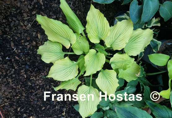 Hosta Sherlock