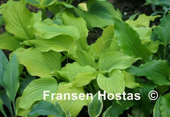 Hosta Sherlock