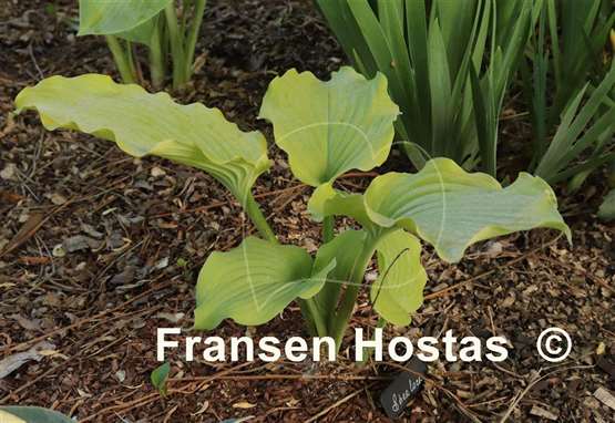 Hosta Sherlock 