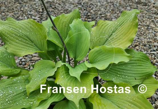 Hosta Sherlock