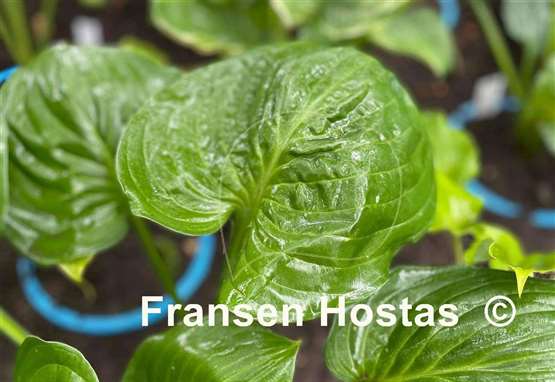 Hosta Sherwood Forest