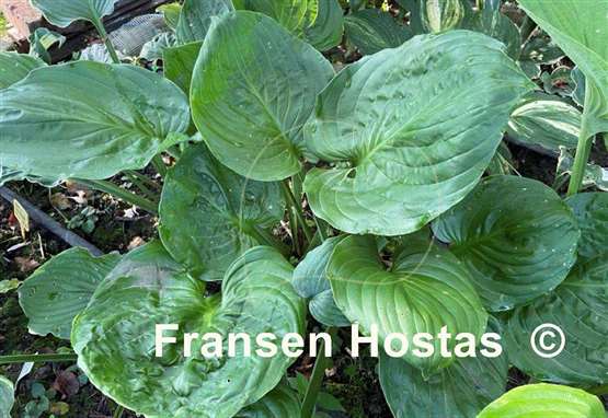 Hosta Sherwood Forest