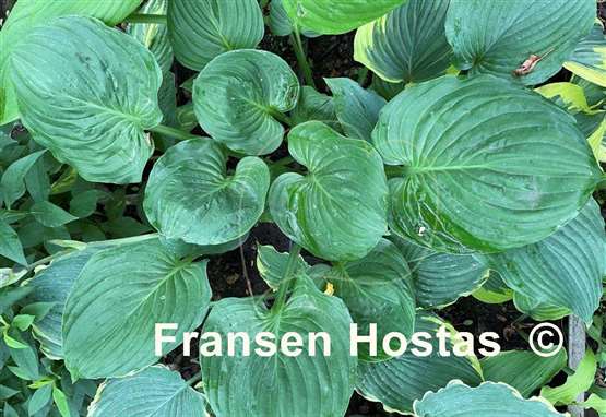 Hosta Sherwood Forest