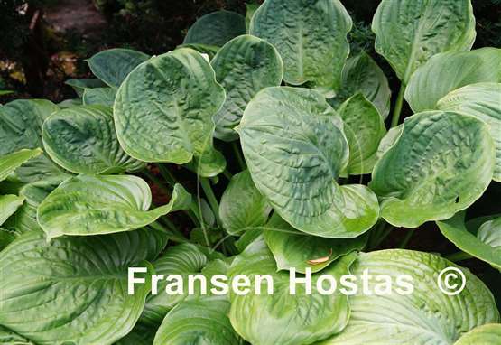 Hosta Sherwood Forest